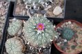 Lophophora jourdaniana